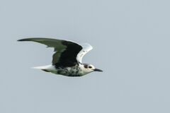 Chlidonias leucopterus