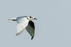 Chlidonias leucopterus