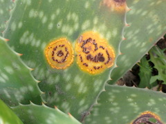 Uromyces aloes