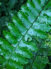 Hymenasplenium apogamum