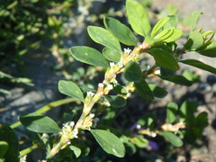 Polygonum arenastrum