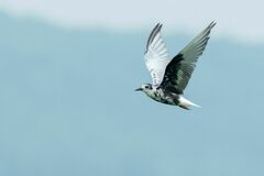 Chlidonias leucopterus