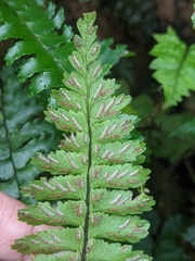 Hymenasplenium apogamum