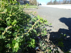 Polygonum arenastrum