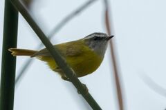 Abroscopus superciliaris