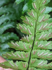 Hymenasplenium apogamum