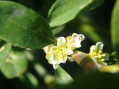 Polygonum arenastrum