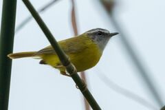 Abroscopus superciliaris