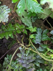 Hymenasplenium apogamum