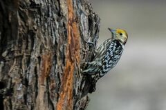 Leiopicus mahrattensis