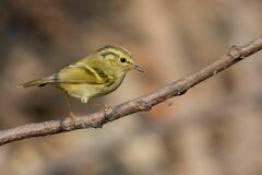 Phylloscopus chloronotus