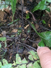 Hymenasplenium apogamum