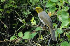 Pycnonotus xantholaemus