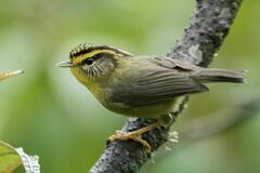 Schoeniparus cinereus