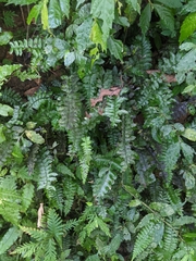 Hymenasplenium apogamum