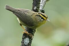 Schoeniparus cinereus