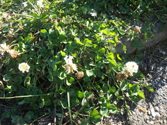 Trifolium repens