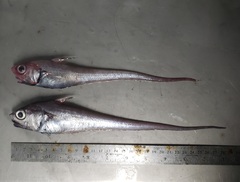 Malacocephalus occidentalis