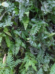 Hymenasplenium apogamum