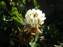 Trifolium repens