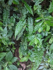 Hymenasplenium apogamum