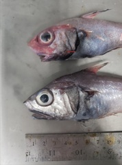 Malacocephalus occidentalis