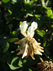 Trifolium repens
