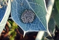 Entyloma