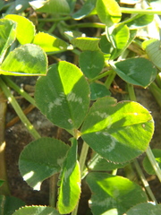 Trifolium repens