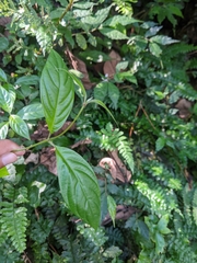 Mussaenda parviflora