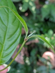 Mussaenda parviflora