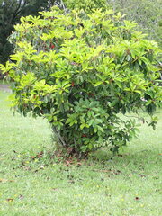 Photinia davidiana