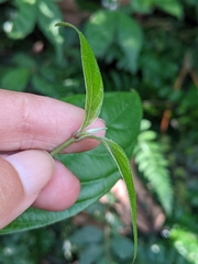 Mussaenda parviflora