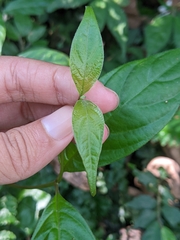 Mussaenda parviflora