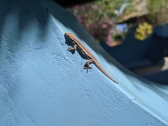 Lygodactylus capensis