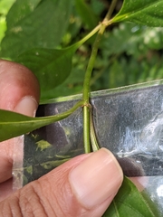 Mussaenda parviflora