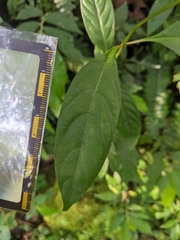 Mussaenda parviflora