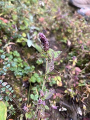 Elsholtzia strobilifera