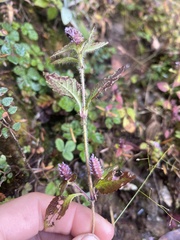 Elsholtzia strobilifera