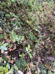 Elsholtzia strobilifera