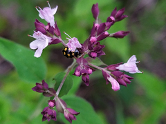 Coccinula quatuordecimpustulata
