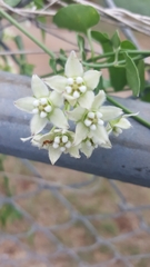 Funastrum cynanchoides