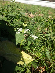 Lamium album