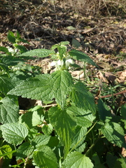 Lamium album