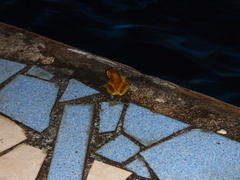 Dendropsophus elegans