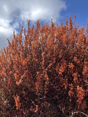Bistorta vacciniifolia