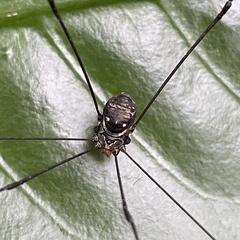 Pseudogagrella amamiana