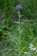 Campanula cervicaria