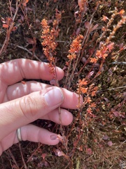 Bistorta vacciniifolia