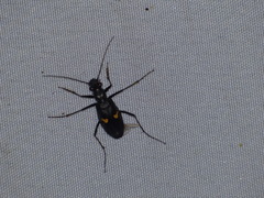 Oxycheila tristis
